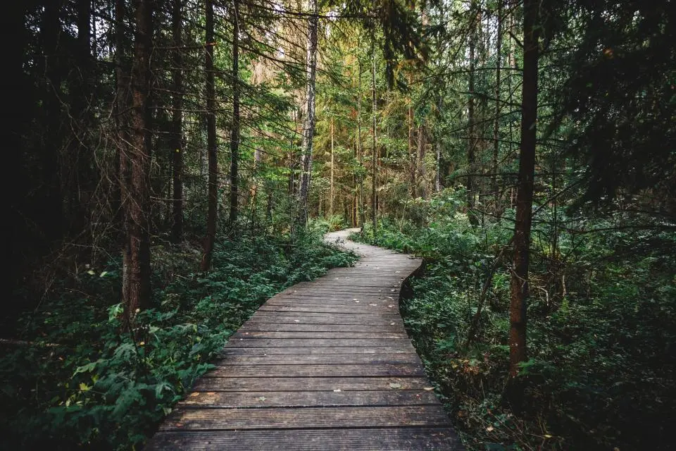 Morning on the trail